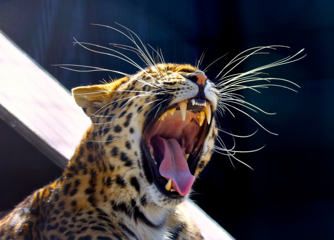 Обои картинки фото животные, леопарды, амурский, хищник, морда, зевает, пасть, клыки, язык, усы