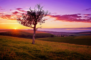 Картинка природа восходы закаты дерево закат