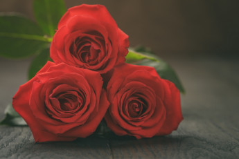 Картинка цветы розы букет красный цвет