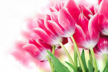 Картинка цветы тюльпаны розовый цвет