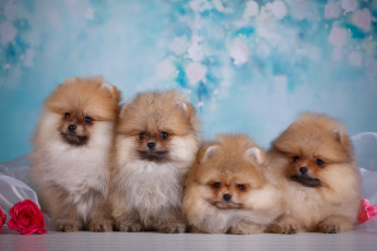 Картинка животные собаки щенята щенки шпиц ткань розы цветы