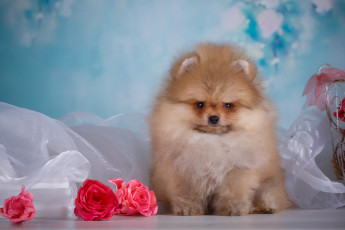 Картинка животные собаки собака животное розы цветы ткань щенок шпиц