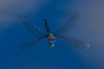 Картинка животные стрекозы стрекоза крылья насекомое