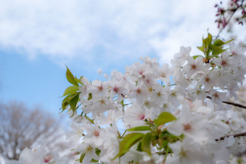 Картинка цветы цветущие+деревья+ +кустарники весна деревья яблоня