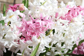Картинка цветы гиацинты цветок гиацинт цветочки белый