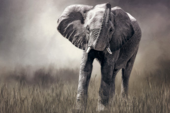 Картинка рисованное животные трава луг животное хобот слон