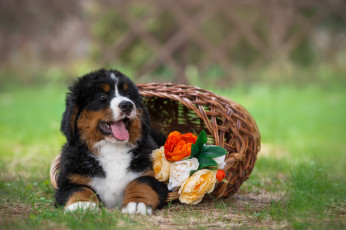 Картинка животные собаки природа бернский зенненхунд щенок собака животное цветы корзина трава