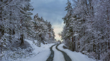 Картинка норвегия природа зима колея деревья снег