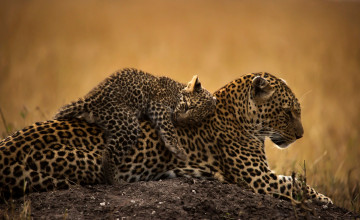 обоя животные, леопарды, хищники, земля, природа, детёныш