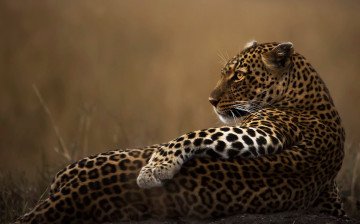 Картинка животные леопарды взгляд поза леопард хищник животное