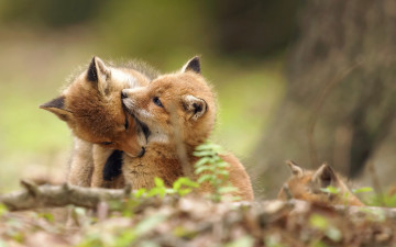 Картинка животные лисы природа фон