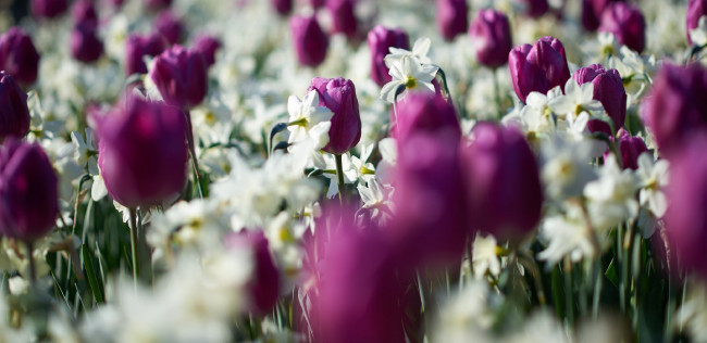 Обои картинки фото цветы, разные вместе, весна, цветение, нарциссы, тюльпаны