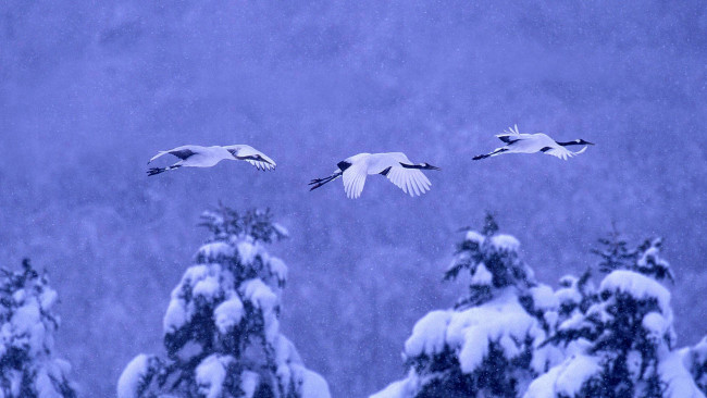 Обои картинки фото животные, журавли, зима, птицы, снег
