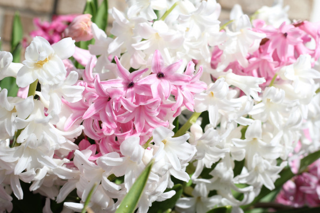 Обои картинки фото цветы, гиацинты, цветок, гиацинт, цветочки, белый