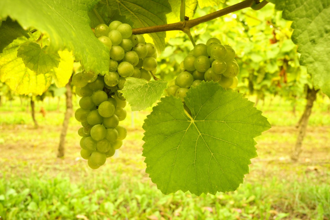 Обои картинки фото природа, Ягоды,  виноград, гроздь, листья