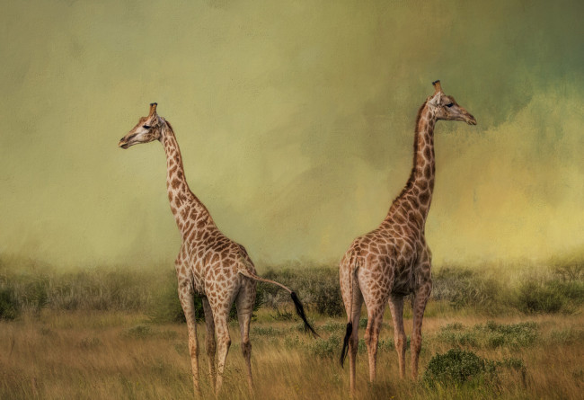 Обои картинки фото рисованное, животные, животное, жирафы, трава, луг