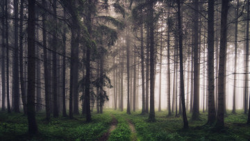 Картинка природа лес туман дорога