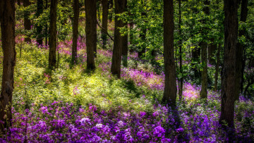 Картинка природа лес весна цветы