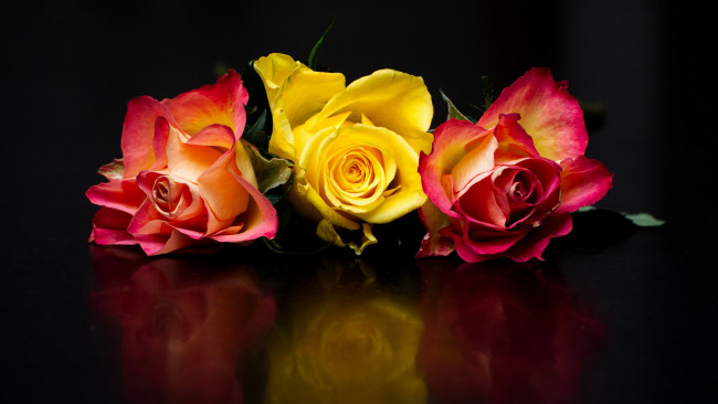 Обои картинки фото цветы, розы, трио, бутоны, разноцветные