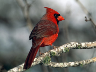 обоя cardinal, животные, кардиналы