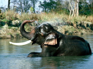 Картинка refresher indian elephant животные слоны