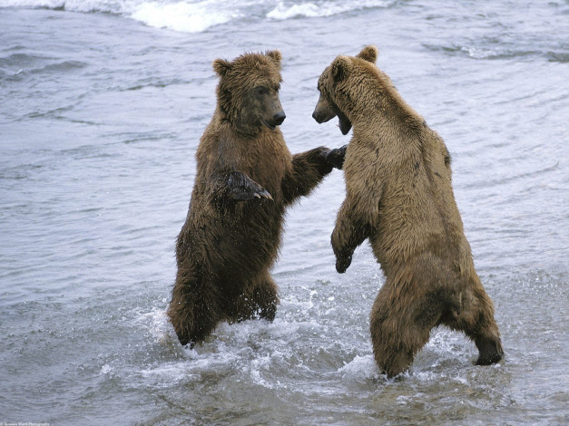 Обои картинки фото bear, boxing, животные, медведи