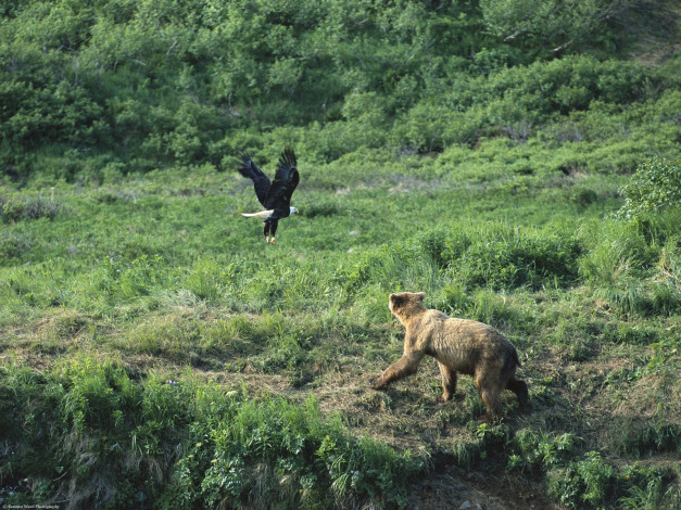 Обои картинки фото brown, bear, and, bald, eagle, alaska, животные, разные, вместе