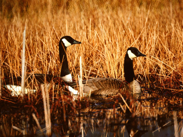Обои картинки фото canadian, geese, seymour, indiana, животные, гуси