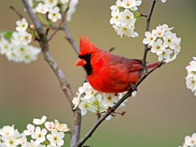 Обои картинки фото cardinal, among, pear, tree, blossoms, животные, кардиналы