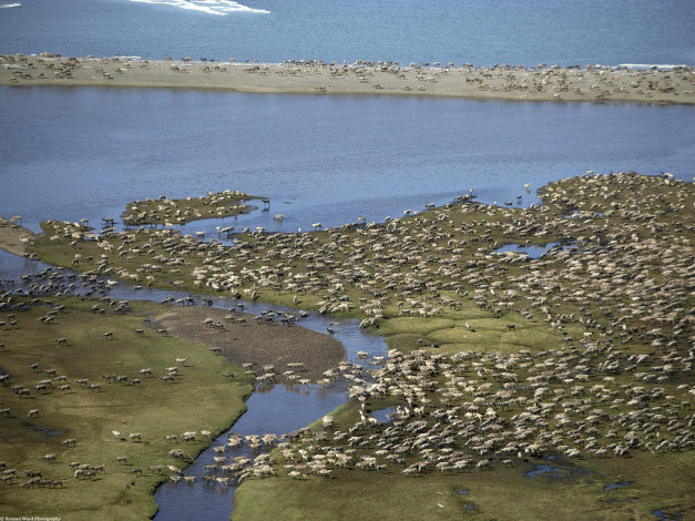 Обои картинки фото caribou, herd, arctic, national, wildlife, refuge, alaska, животные, олени