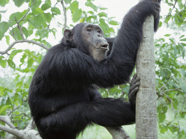 Обои картинки фото chimpanzee, gombe, national, park, tanzania, africa, животные, обезьяны