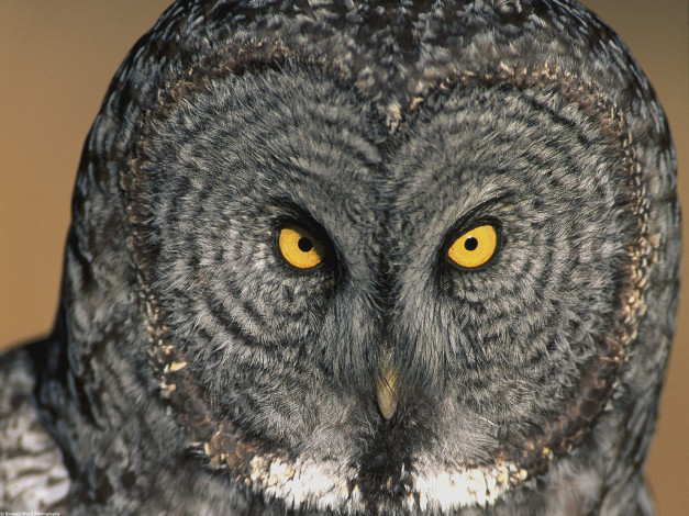 Обои картинки фото eyes, have, it, great, grey, owl, животные, совы