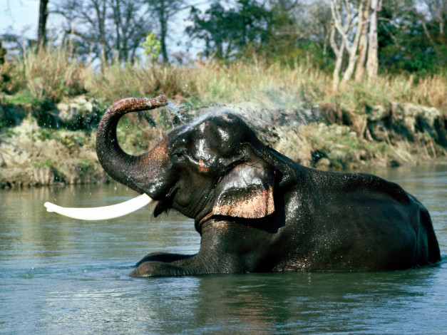 Обои картинки фото refresher, indian, elephant, животные, слоны