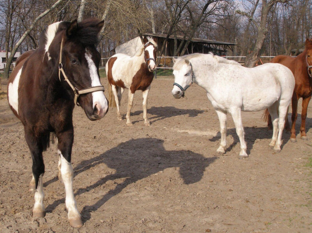 Обои картинки фото животные, лошади