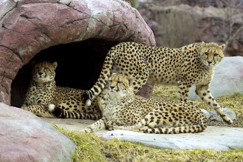 Картинка животные гепарды пятнистый семья логово