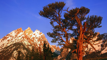 Картинка grand teton national park природа горы дерево