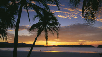 Картинка природа тропики закат пальмы