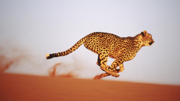 Картинка животные гепарды кошка