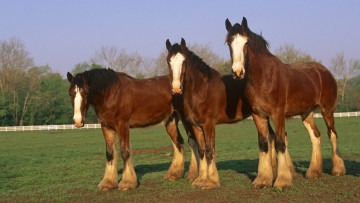 Картинка животные лошади близнецы