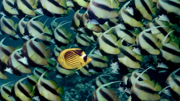 Картинка животные рыбы bannerfish butterflyfish