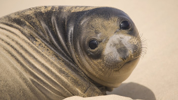 Картинка животные тюлени морские львы котики seal тюлень