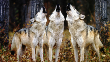 Картинка животные волки вой троица