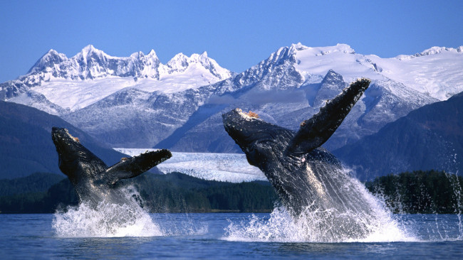 Обои картинки фото усатые, киты, животные, кашалоты, горы