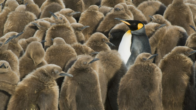 Обои картинки фото животные, пингвины, птенцы