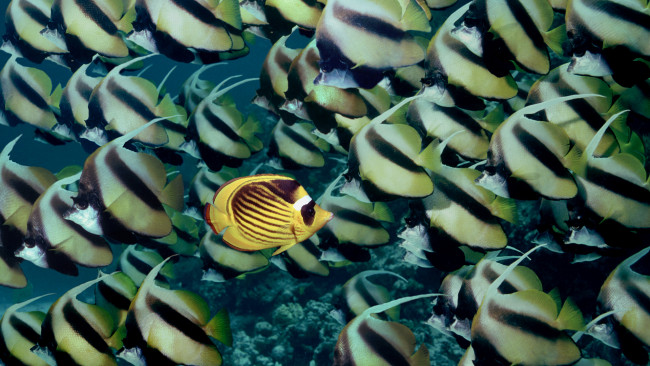 Обои картинки фото животные, рыбы, bannerfish, butterflyfish