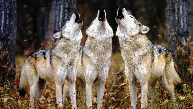 Обои картинки фото животные, волки, вой, троица