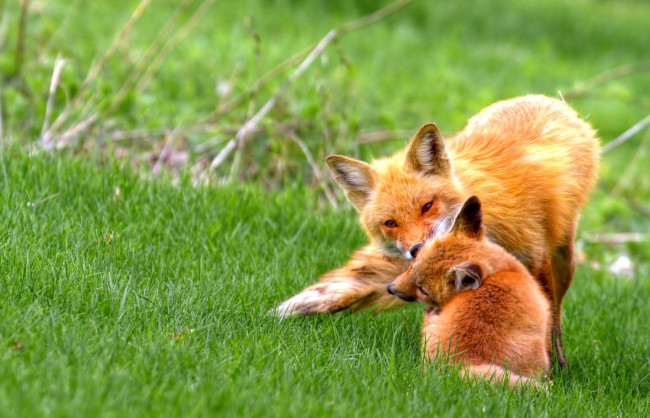 Обои картинки фото животные, лисы, рыжий, малыши, игра