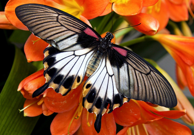 Обои картинки фото животные, бабочки, крылья, пестрый, цветы
