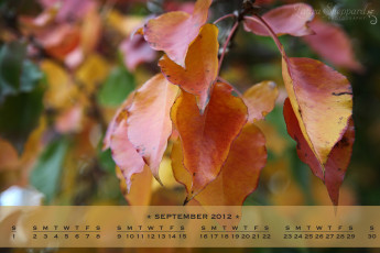 Картинка календари природа листья осень