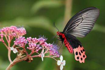 Картинка животные бабочки гортензия макро